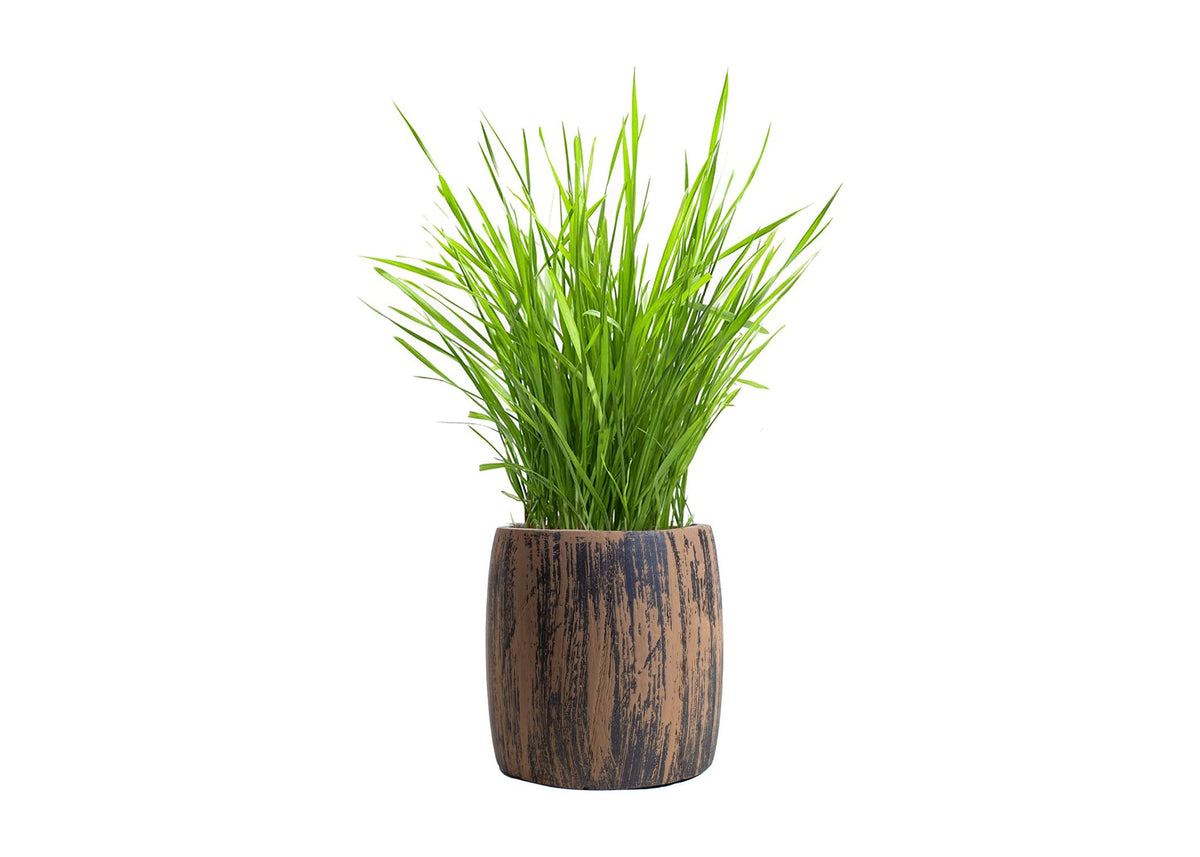 Cat Grass Kit Organic Seed & Soil for 4 Plantings V482