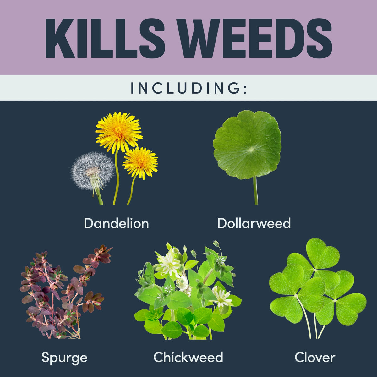 32 Oz Weed Killer V966697